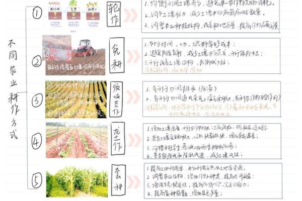 如何在西方节日中体验传统农耕文化的魅力