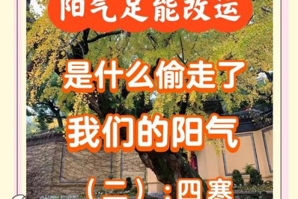 如何改变命运？揭秘菊五行格局与你的性格重塑之路