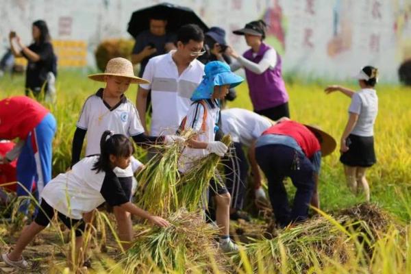 七月农耕节庆：从稻谷到丰收，农民的季节性庆典