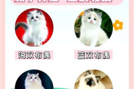 猫字五行格局破解：如何通过性格解析，让你的猫咪更快乐？