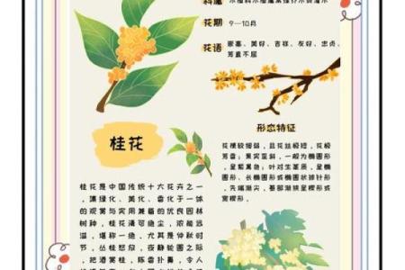 壮族中秋节:探讨桂花与团圆背后的文化寓意
