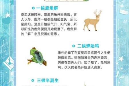 夏至:从天文现象看农耕生活的智慧