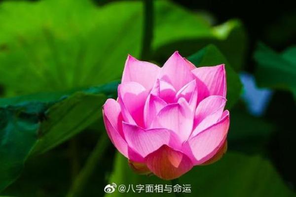 打破常规：钟汉良八字命理告诉你，如何打破命运的束缚