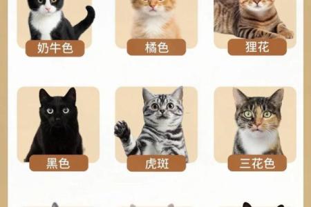 猫咪性格大揭秘：五行格局颠覆传统，揭秘喵星人的内心世界