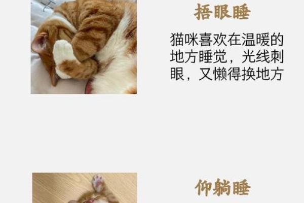 你家的猫竟然藏着命运暗藏玄机,如何改变它对你的人生影响 你家的猫竟然藏着命运暗藏玄机,如何改变它对你的人生影响