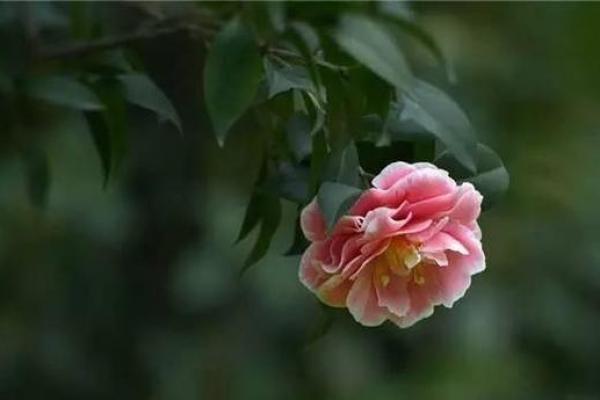 樟木五行误区大揭秘:原来这样改变,反而能提升运势 樟木五行误区大揭秘:原来这样改变,反而能提升运势