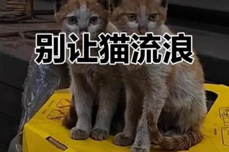 从猫咪的命理解析命运密码，如何做出改变迎接全新人生