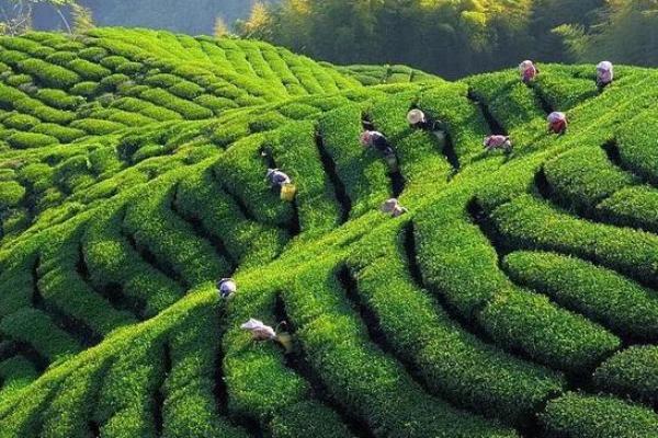 泰国光明节：传承千年的习俗与养生智慧