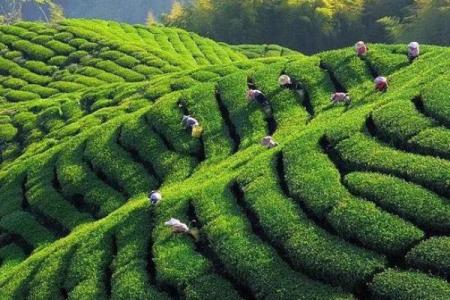 泰国光明节：传承千年的习俗与养生智慧