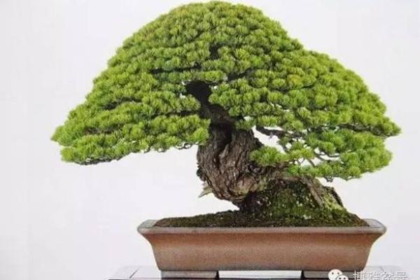 松树五行格局揭秘：如何布局提升你的运势？