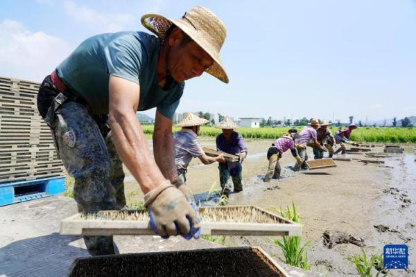 小暑节气,农民如何利用这个时节备战秋收 小暑节气,农民如何利用这个时节备战秋收