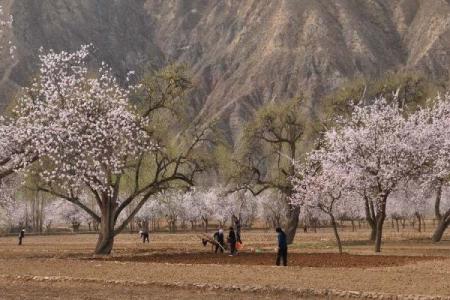 回民重要节日与农耕季节的紧密关系