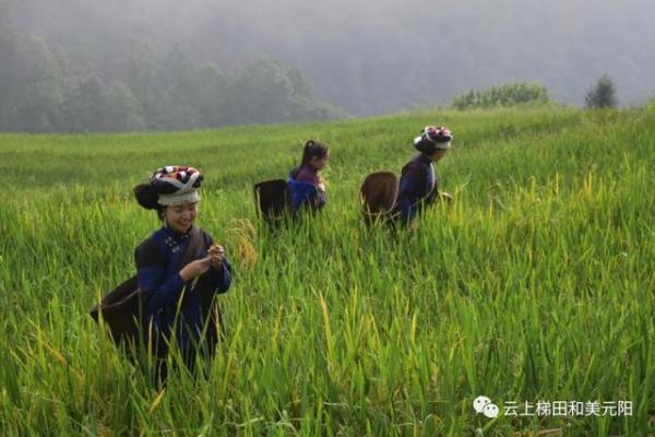 哈尼族节日如何通过习俗传承古老智慧