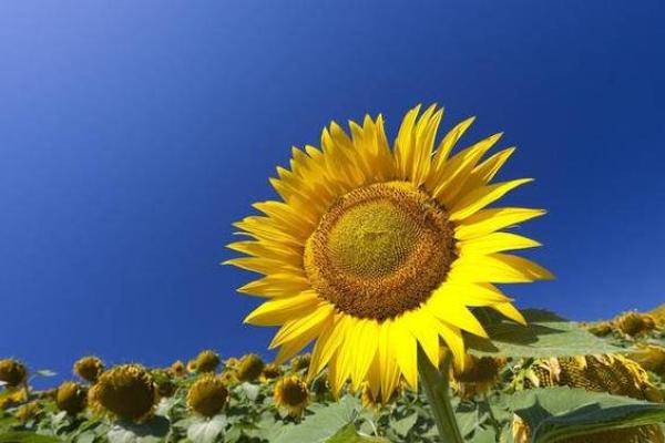 栎字五行格局，如何改变你的命运，从了解自己开始