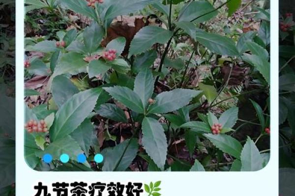 云南节日中的养生与自然和谐理念