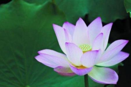 误区揭示：不是每个富贵命都有贵子