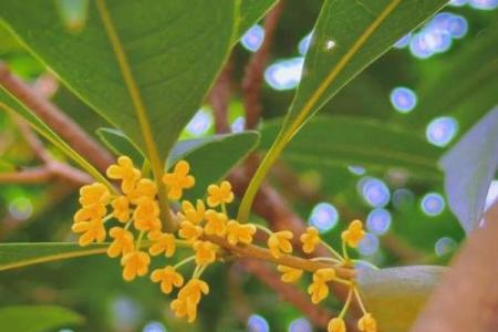 桂花绽放的秘密：揭秘五行格局，性格解析与自我提升之道