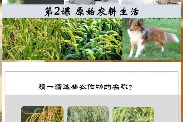 探访中国传统节日:从农耕历史到现代应用 探访中国传统节日:从农耕历史到现代应用