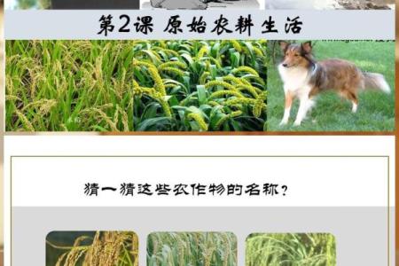 探访中国传统节日：从农耕历史到现代应用