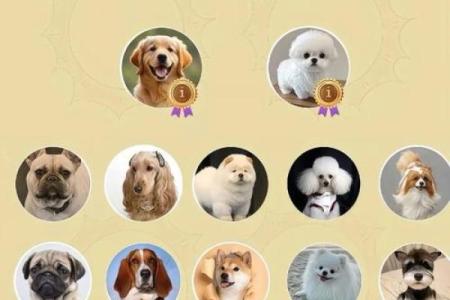 五行格局揭秘，狗狗性格如何改变，让宠物更完美