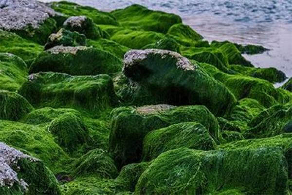 真龙五行格局解析：性格解析中的颠覆性发现