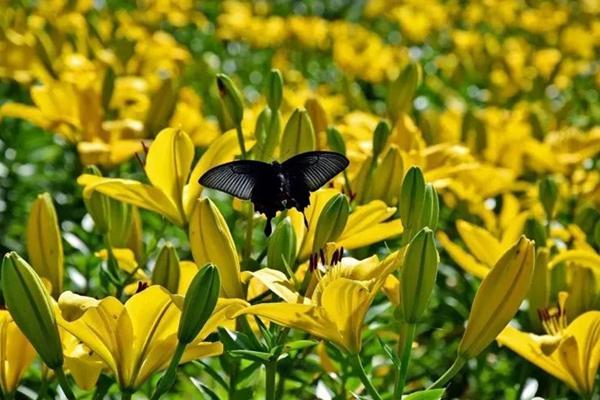 利比亚长寿节:养生与长寿的文化仪式 利比亚长寿节:养生与长寿的文化仪式